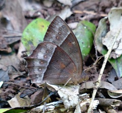 Taygetis tripunctata