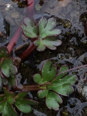 Ranunculus glacialis