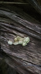 Trametes hirsuta