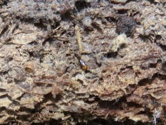 Mioptachys flavicauda