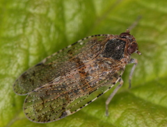 Cixius nervosus