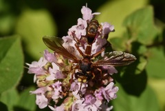 Physocephala marginata