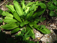 Frasera caroliniensis