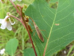 Protenor belfragei