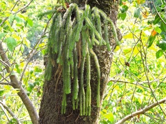 Phlegmariurus squarrosus