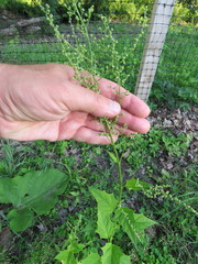 Chenopodiastrum hybridum