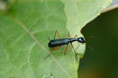 Neocollyris