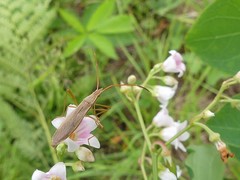 Protenor belfragei