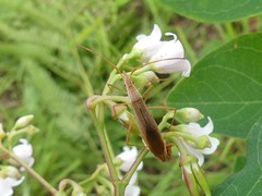 Protenor belfragei