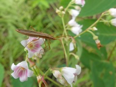 Protenor belfragei
