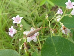 Protenor belfragei