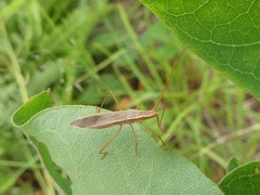 Protenor belfragei