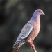 Picazuro Pigeon - Photo (c) stevebrazil, some rights reserved (CC BY-NC)