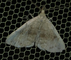 Phalaenostola eumelusalis