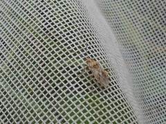 Stictopleurus punctiventris