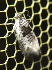 Olethreutes malana