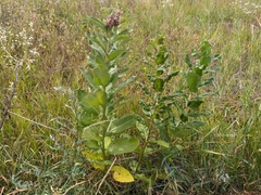 Asclepias syriaca