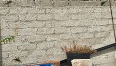 Sceloporus grammicus