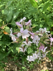 Saponaria officinalis