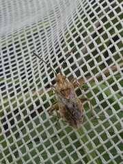 Stictopleurus punctiventris