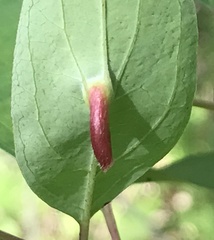 Craneiobia tuba