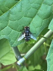 Diptera