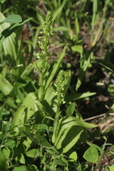 Platanthera flava