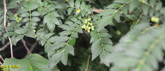 Zanthoxylum piperitum