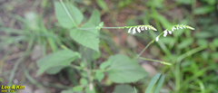 Phryma