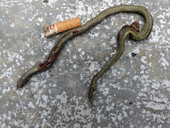 Platyplectrurus madurensis