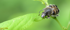 Lasiotrichius succinctus
