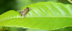 Eristalis cerealis