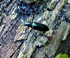 Strongylium aurichalceum