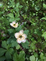Trollius laxus