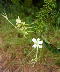 Dactyladenia barteri
