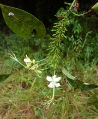 Dactyladenia barteri