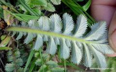 Potentilla fulgens