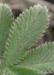 Potentilla fulgens