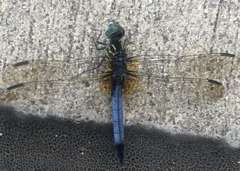 Pachydiplax longipennis