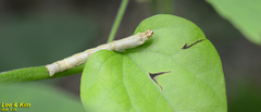Bombyx