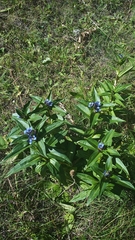Gentiana cruciata cruciata