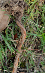 Potentilla fulgens