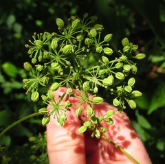 Thaspium chapmanii
