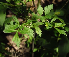 Thaspium chapmanii