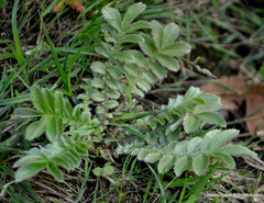Potentilla fulgens