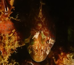 Parablennius thysanius