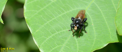Laphria mitsukurii