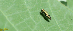 Agrilus chujoi