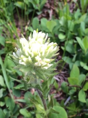 Castilleja parviflora albida