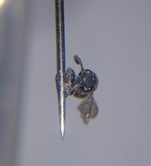 Sapyga quinquepunctata